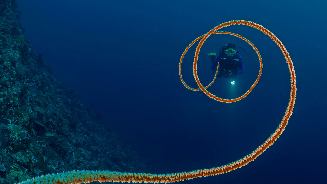 Spiral whip coral off the coast of Indonesia (© WaterFrame/Alamy)(Bing United Kingdom)