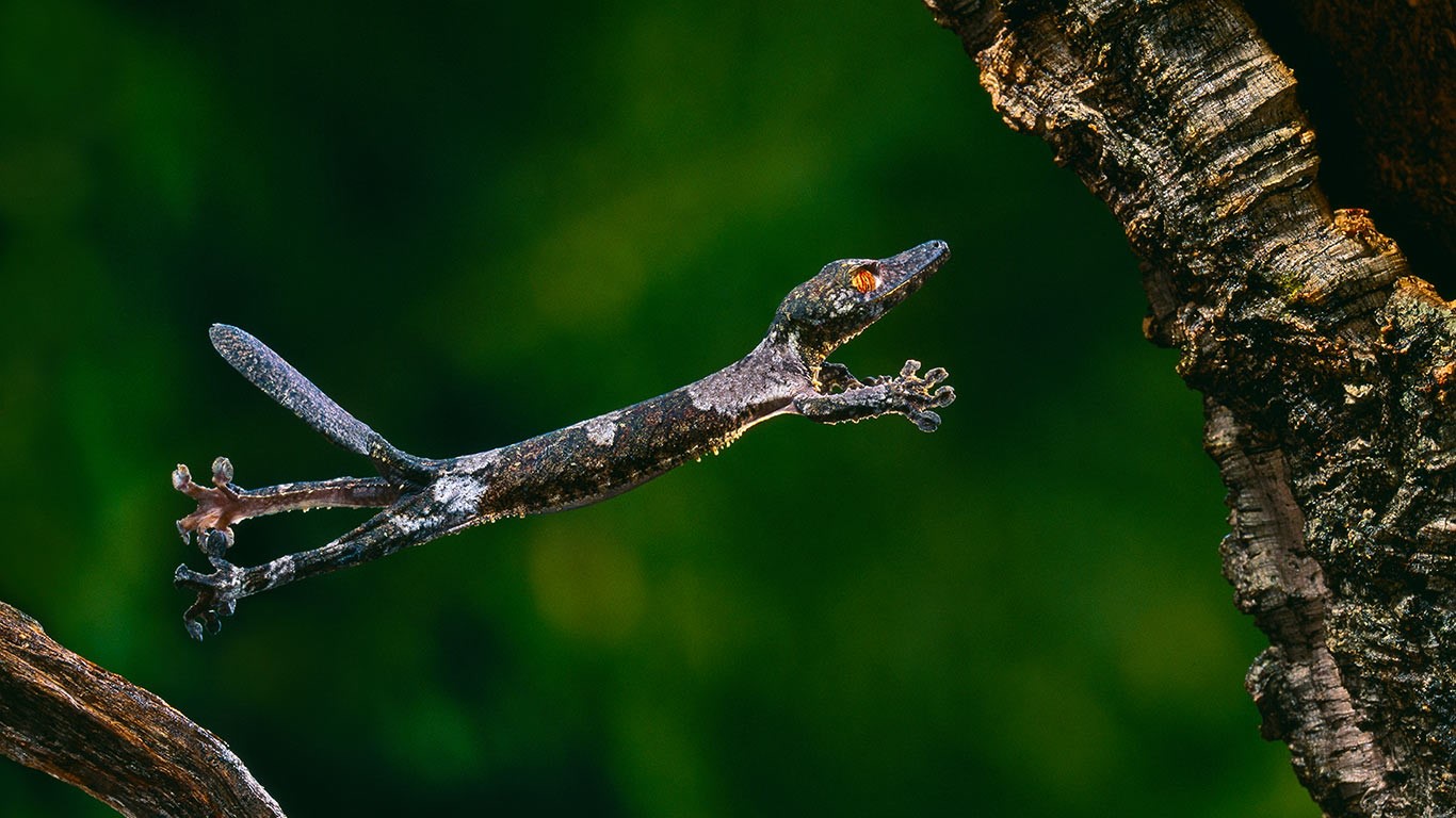 Gecko uroplatus henkeli en plein saut (© Stephen Dalton/Minden Pictures)(Bing France)