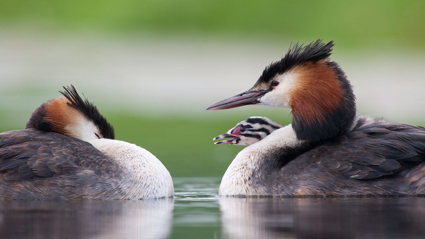 Great crested grebes with chick (© Jasper Doest/Minden Pictures)(Bing United Kingdom)