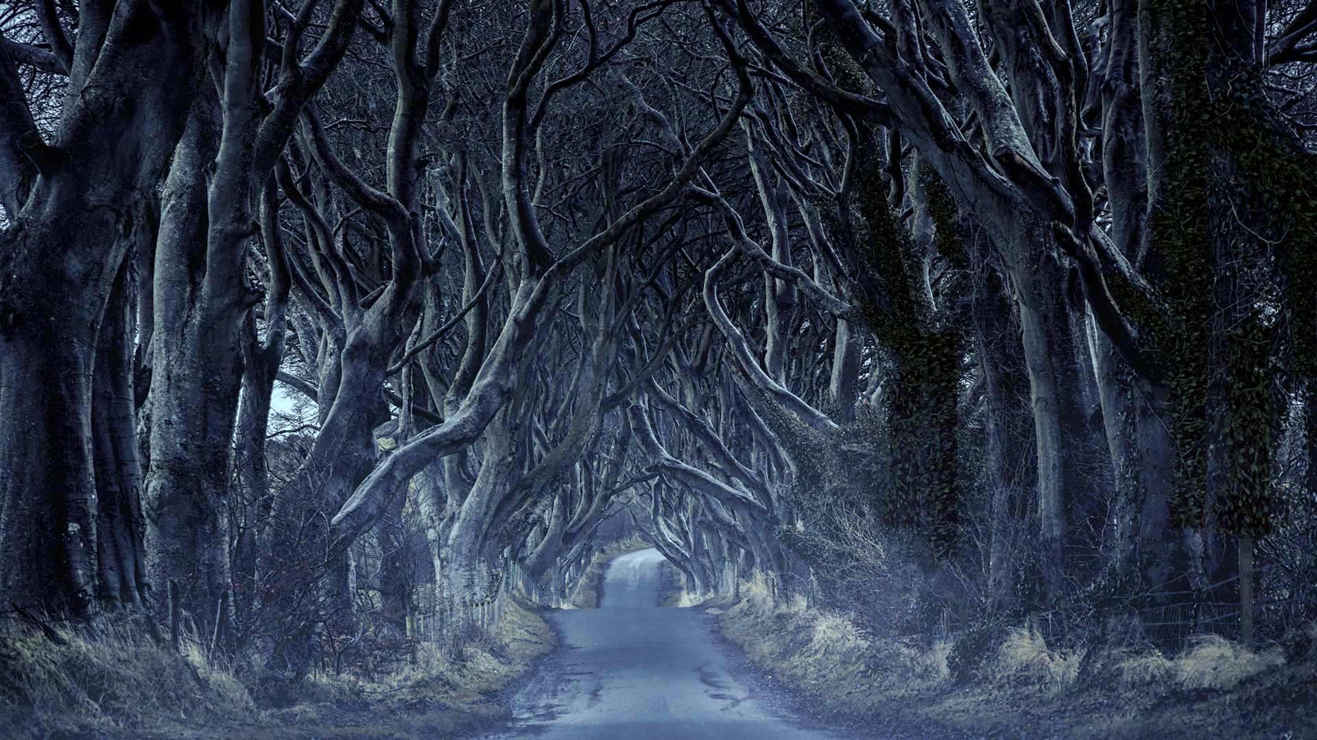 Dark Hedges in County Antrim  (© VanderWolf Images/Shutterstock)(Bing United Kingdom)