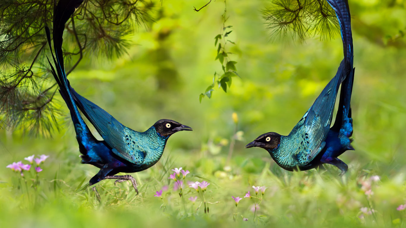 Long-tailed glossy starlings (© FuYi Chen/500px)(Bing United Kingdom)