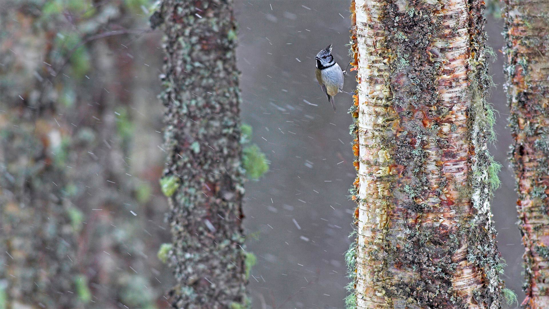 A European crested tit weathers a storm in Scotland (© Ben Hall/Minden Pictures)(Bing United Kingdom)