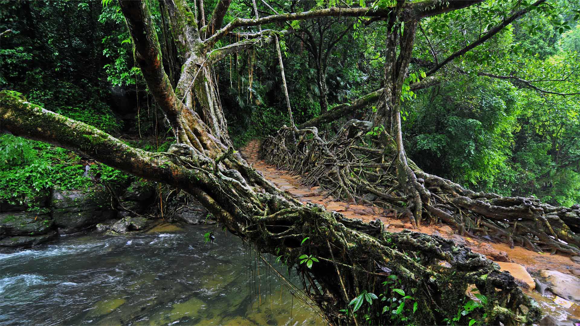 Living root bridge in India (© dhritipurna/Shutterstock)(Bing United Kingdom)