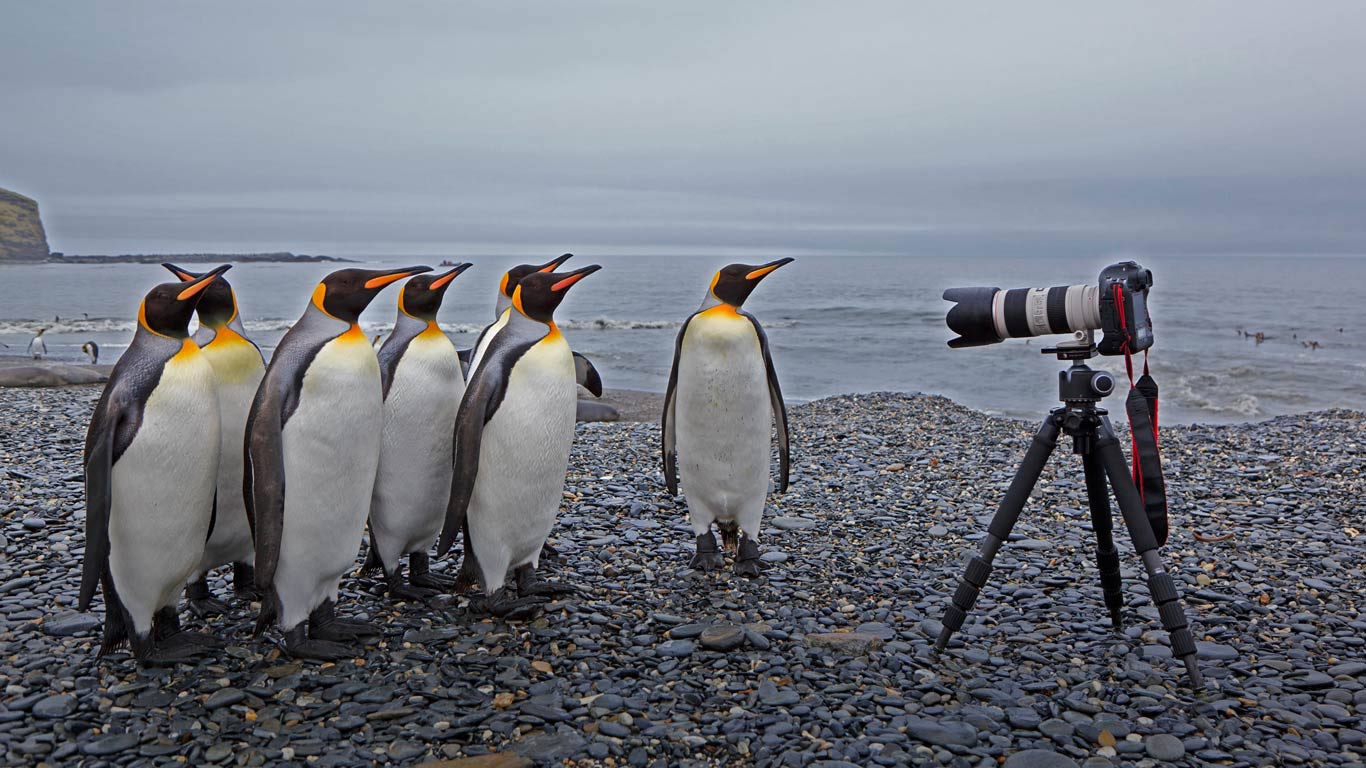 King penguins at St. Andrews Bay, South Georgia (© plainpicture/Westend61/Fotofeeling)(Bing United Kingdom)