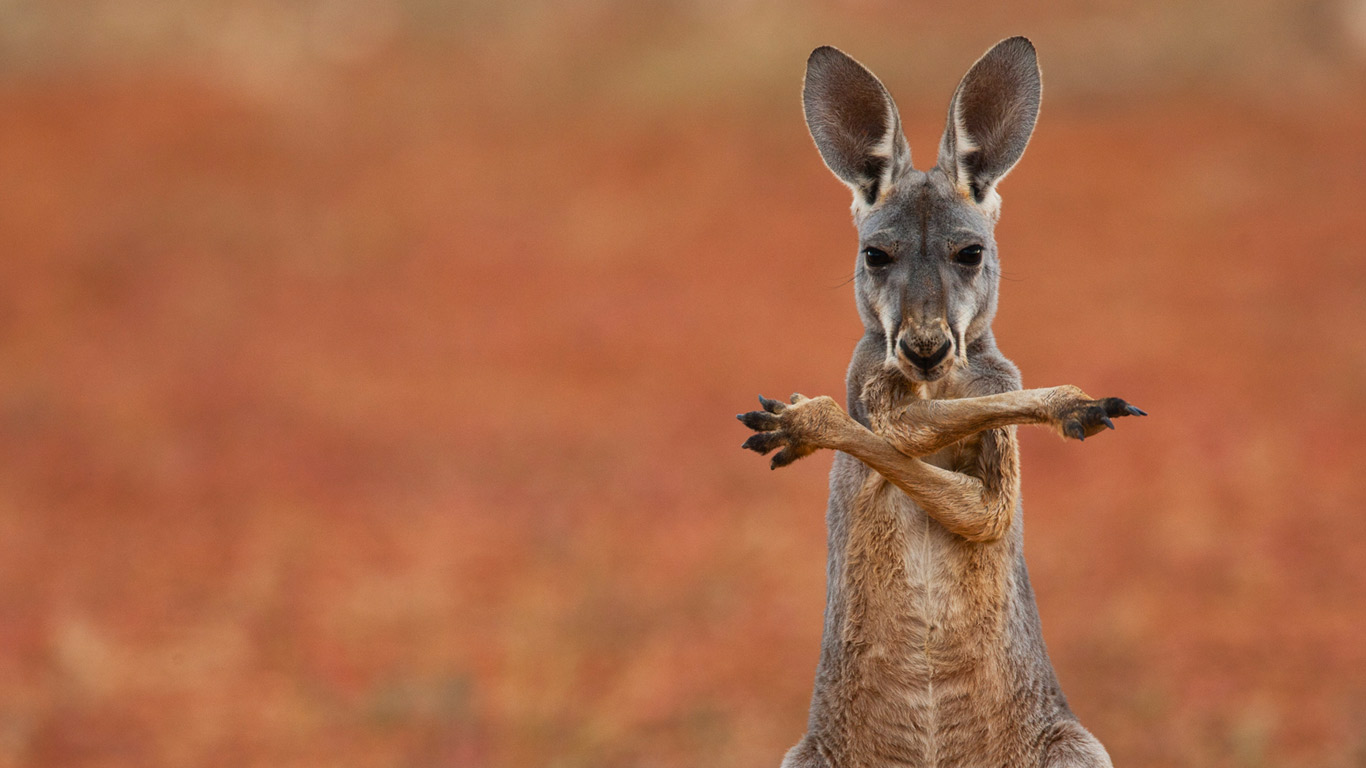 A red kangaroo in the Sturt Stony Desert, Australia (© Jami Tarris/Corbis)(Bing United Kingdom)