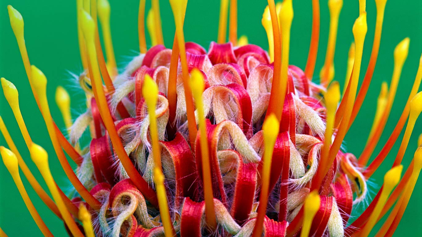 A red pincushion bloom at Kirstenbosch National Botanical Garden, Cape Town, South Africa (© Mint Images/Frans Lanting)(Bing United Kingdom)