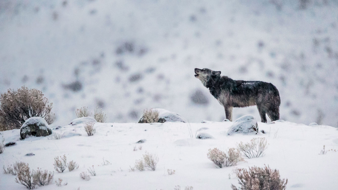 A grey wolf in Yellowstone National Park, Wyoming (© Meril Darees & Manon Moulis/Biosphoto/Minden Pictures)(Bing United Kingdom)