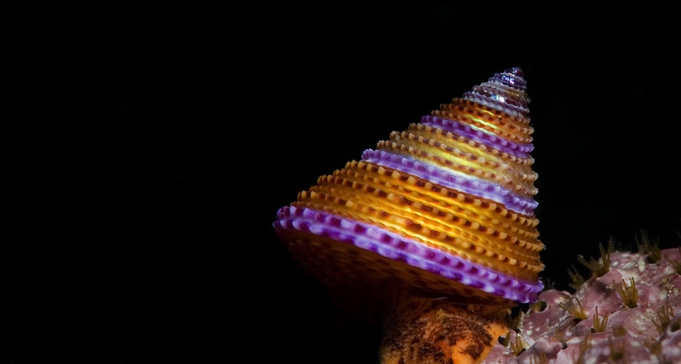 Blue-ring topsnail --  Steven Trainoff Ph.D./Getty Images &copy; (Bing United Kingdom)
