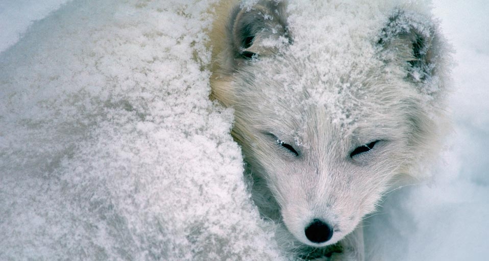 Arctic fox sleeping in snow (© Richard Hamilton Smith/Corbis) &copy; (Bing United Kingdom)
