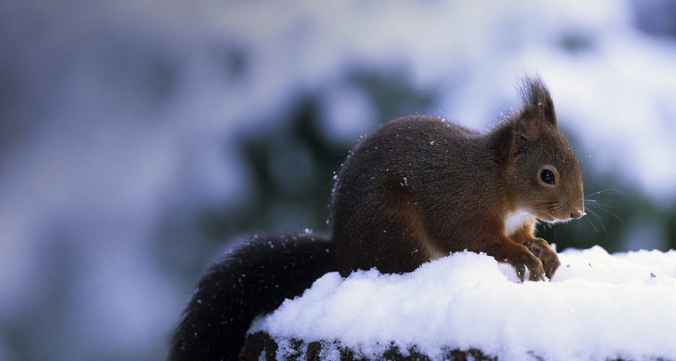 Europäisches Eichhörnchen sucht im Schnee nach seinen Vorräten – Robert Harding Picture Library / SuperStock &copy; (Bing Germany)