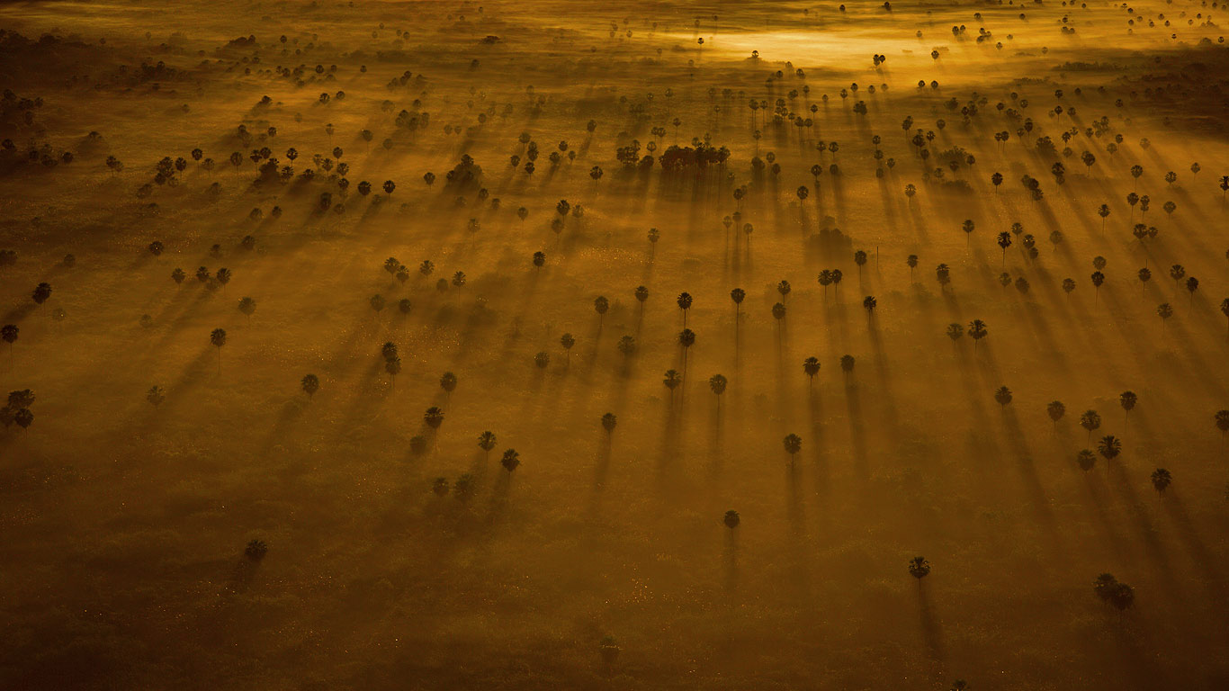 Trees peek through the mist over the Pantanal in Brazil (© Bobby Haas/Getty Images)(Bing United Kingdom)