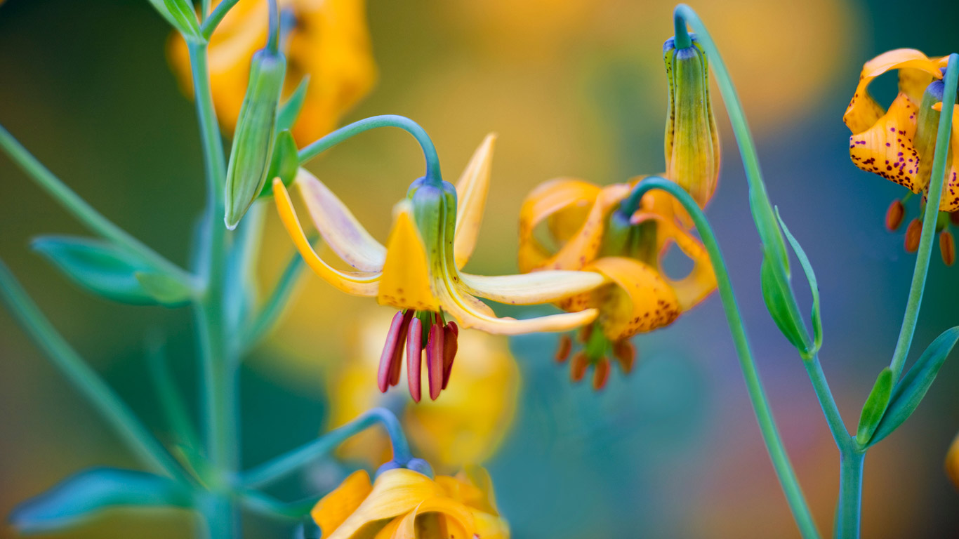 Columbian lilies on Hurricane Ridge, Olympic National Park, Washington (© Dennis Frates/Alamy)(Bing United Kingdom)