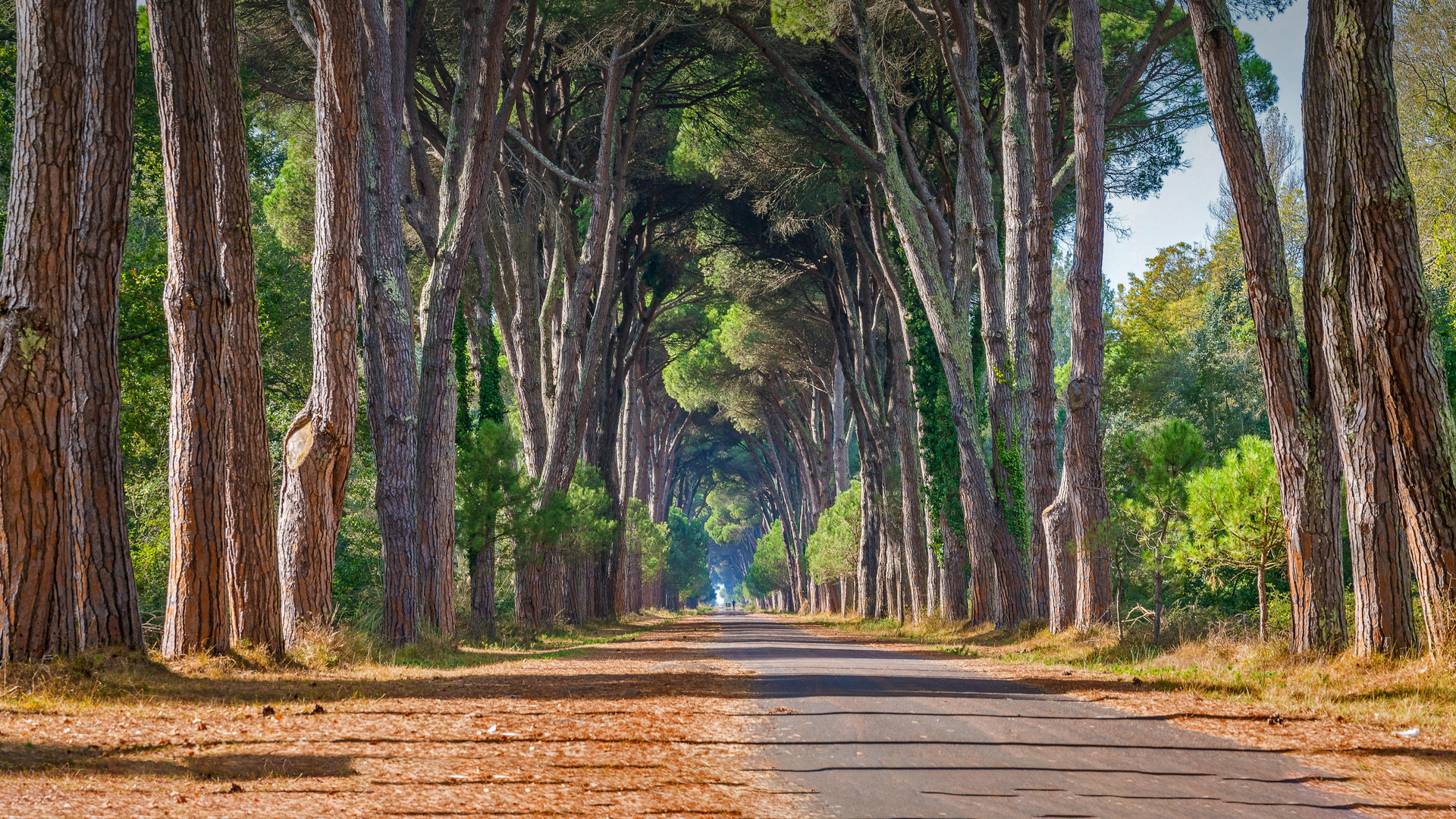 Regional Park of Migliarino, San Rossore, Massaciuccoli, Italy (© Stefano Valeri/Alamy)(Bing Canada)