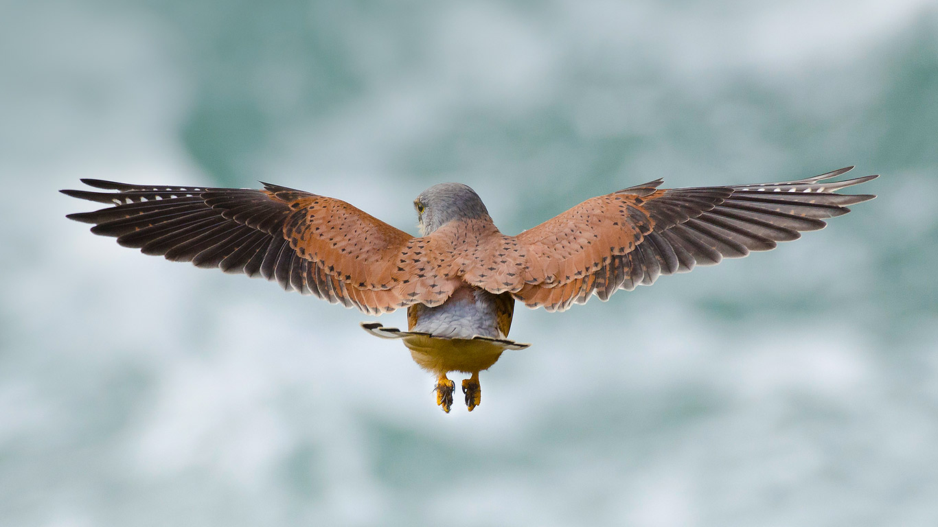 Common kestrel hunting for rodents (© Bertie Gregory/Corbis)(Bing United Kingdom)