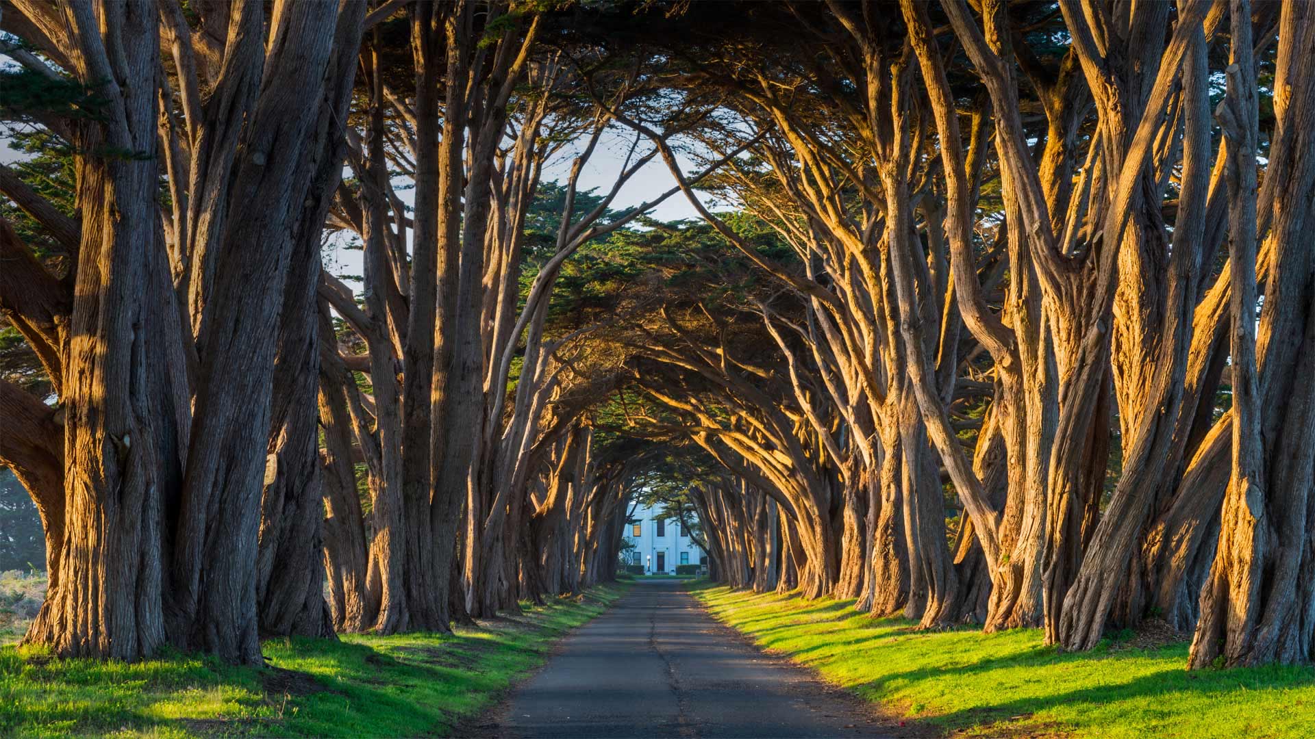 The cypress tunnel at Point Reyes National Seashore in California (© Rachid Dahnoun/Tandem Stills + Motion)(Bing Canada)
