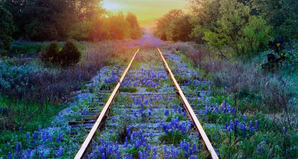 Texas bluebonnets on railroad tracks, Texas (© Jeremy Woodhouse/Corbis) &copy; (Bing United Kingdom)