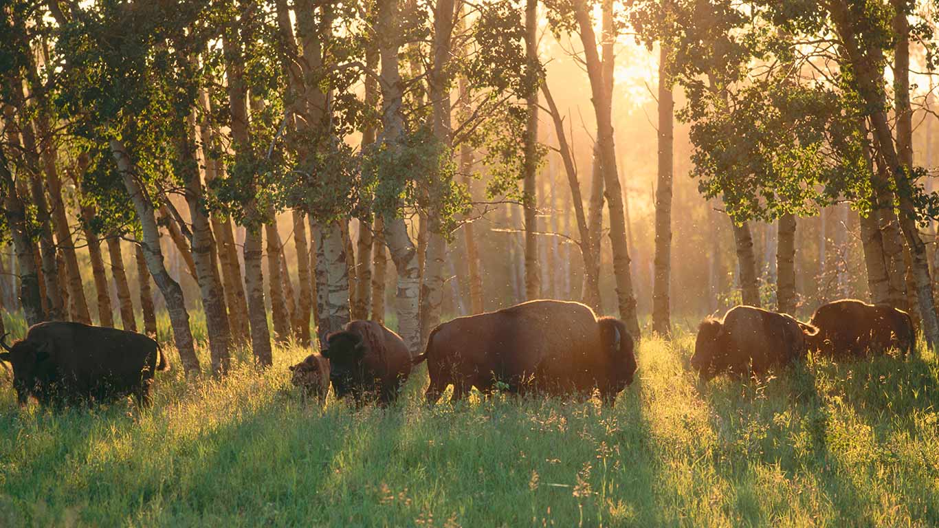 American Bisons, Elk Island National Park, Alberta (© Thomas Peter Widmann/Age Fotostock)(Bing Canada)