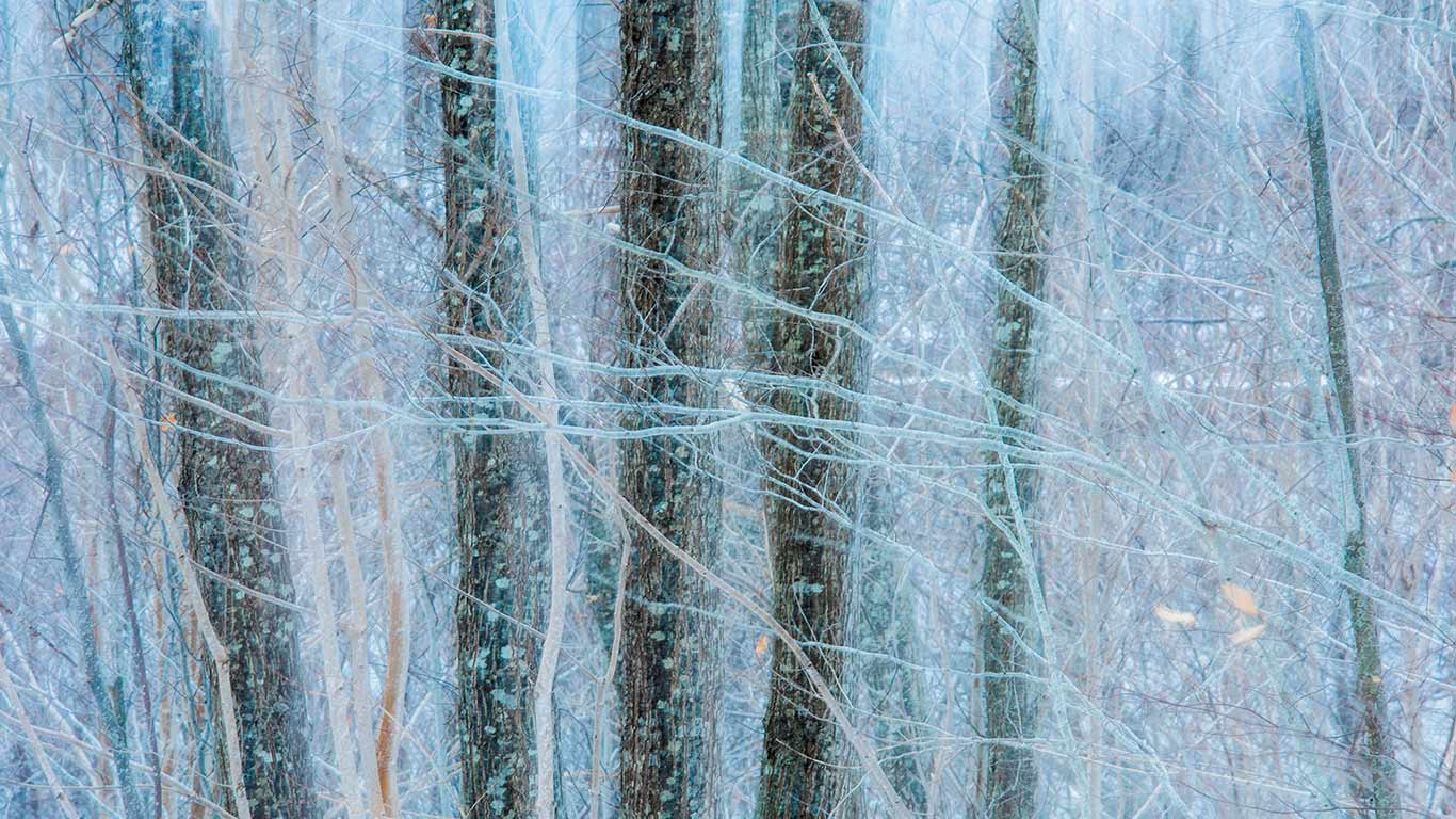 Oak (quercus sp) trees in winter, Nova Scotia (© Scott Leslie/Minden Pictures)(Bing Canada)