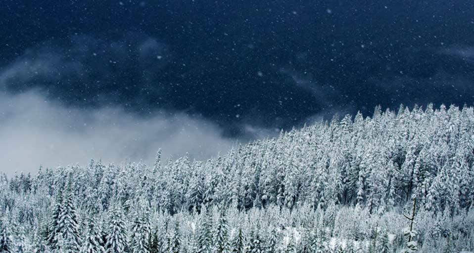 Snow falling on trees in Squamish, British Columbia, Canada (© Getty Images) &copy; (Bing United Kingdom)