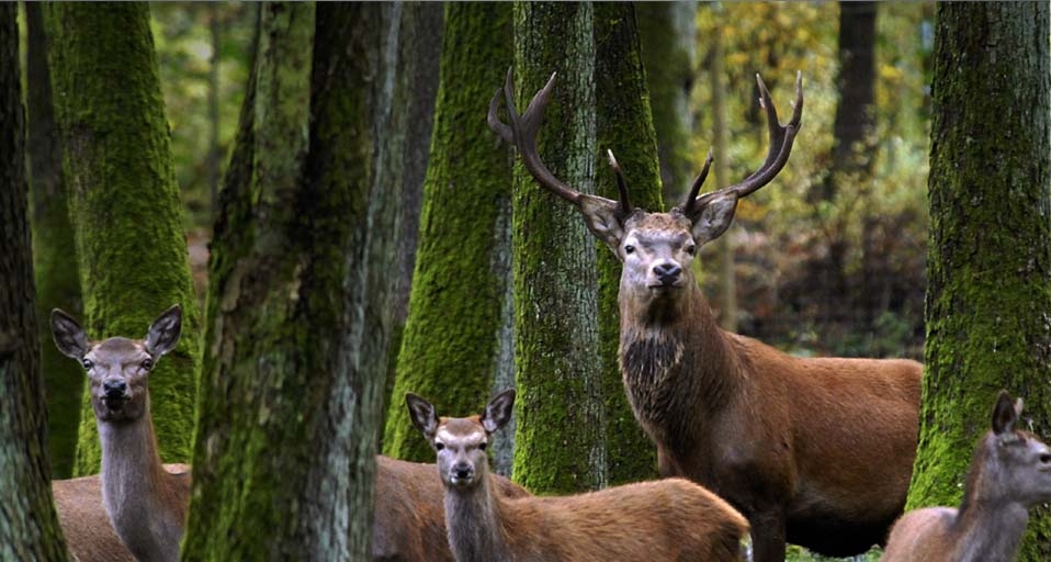 A red deer stag stands among females in the woods at the Eekholt game park – Christian Hager/dpa &copy; (Bing Australia)