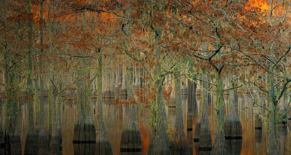 Cypress trees reflecting in pond, George L. Smith State Park, Georgia (© Danita Delimont/Gallo Images/Getty Images) &copy; (Bing Canada)