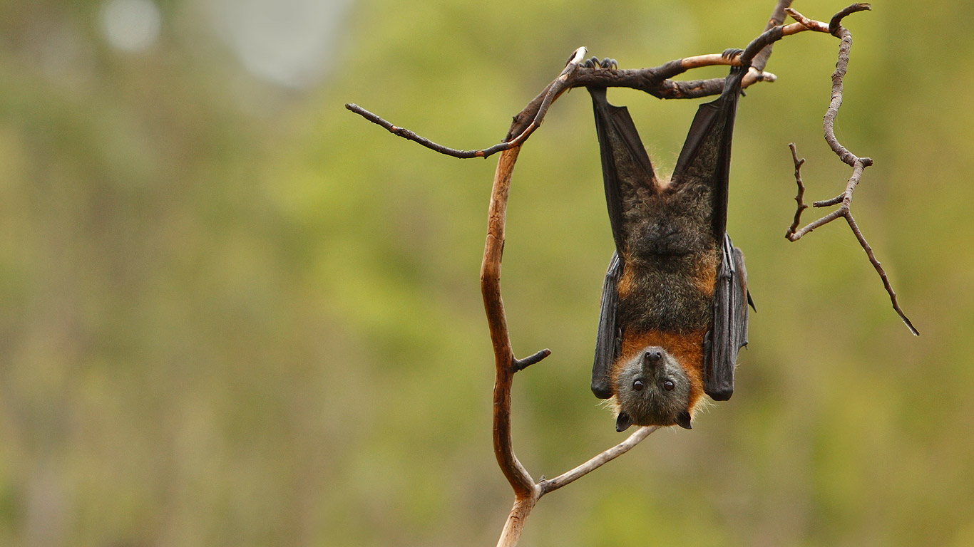 Grey-headed flying fox (© Craig Dingle/Getty Images)(Bing United Kingdom)