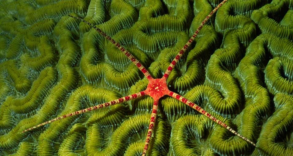 Ruby brittle star on coral off the shore of the Cayman Islands (© Hal Beral/Corbis) &copy; (Bing United Kingdom)