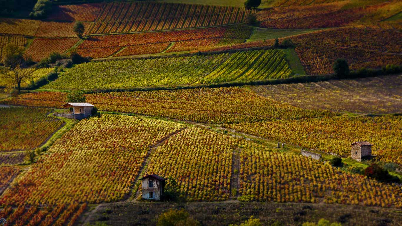 Vineyards near Beaujeu, Rhône, France (© Richard Semik/Shutterstock)(Bing United Kingdom)
