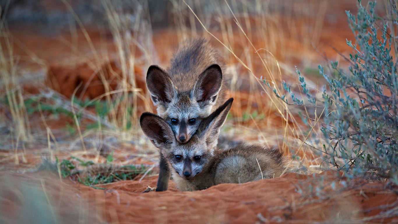 Bat-eared fox kits in Kgalagadi Transfrontier Park, Botswana (© Richard Du Toit/Minden Pictures)(Bing United Kingdom)