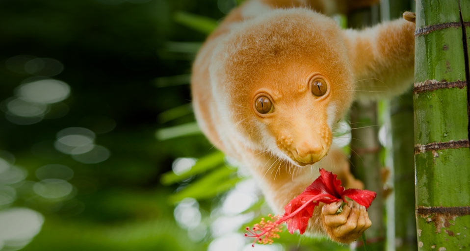 Spotted cuscus on a tree in Tufi, Oro Province, Papua New Guinea -- Michele Westmorland/Getty Images &copy; (Bing United Kingdom)