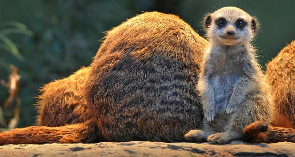 Meerkats photographed at Wilhelma Zoo and Botanical Garden, Stuttgart, Germany (© imagebroker/Alamy) &copy; (Bing United Kingdom)