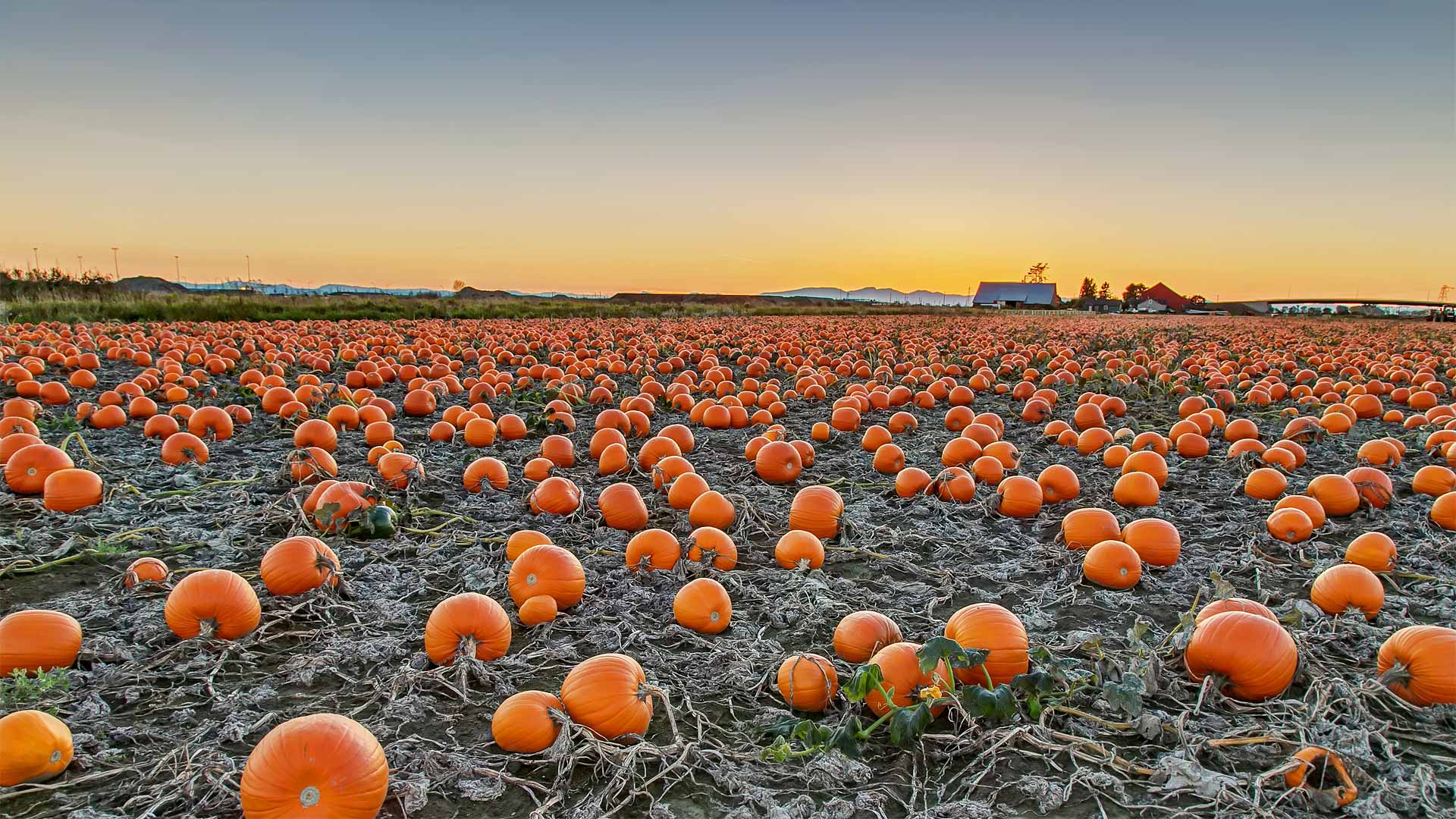 A pumpkin patch in British Columbia, Canada (© James Chen/Shutterstock)(Bing United Kingdom)