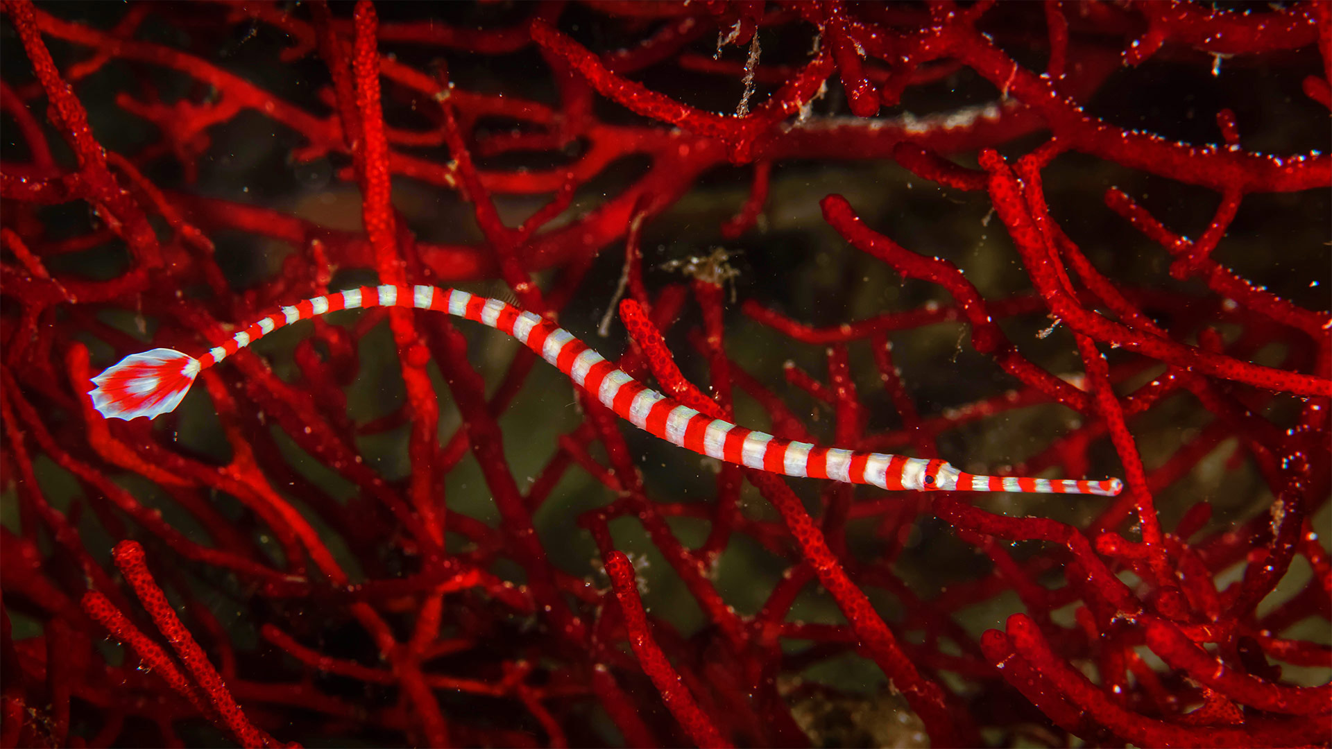Banded pipefish near Moalboal, Philippines (© Jenna Szerlag/Alamy)(Bing United Kingdom)