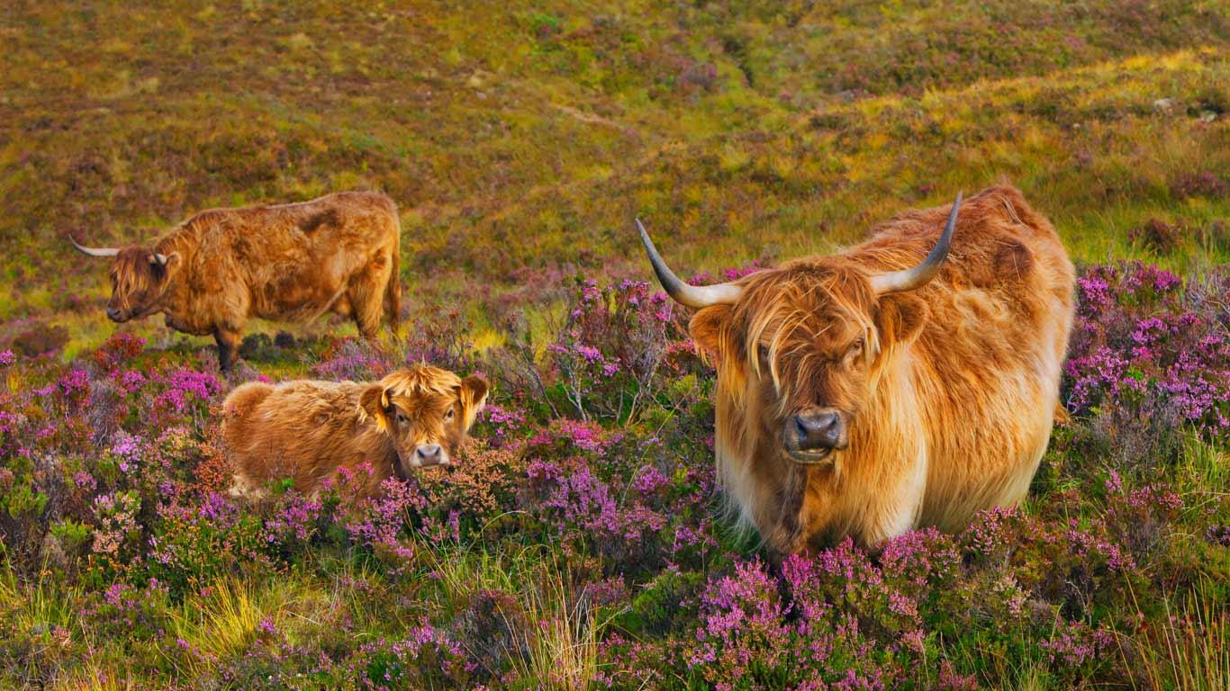 Highland cattle in a field of heather on the Isle of Skye, Scotland (© Frank Krahmer/Corbis)(Bing United Kingdom)