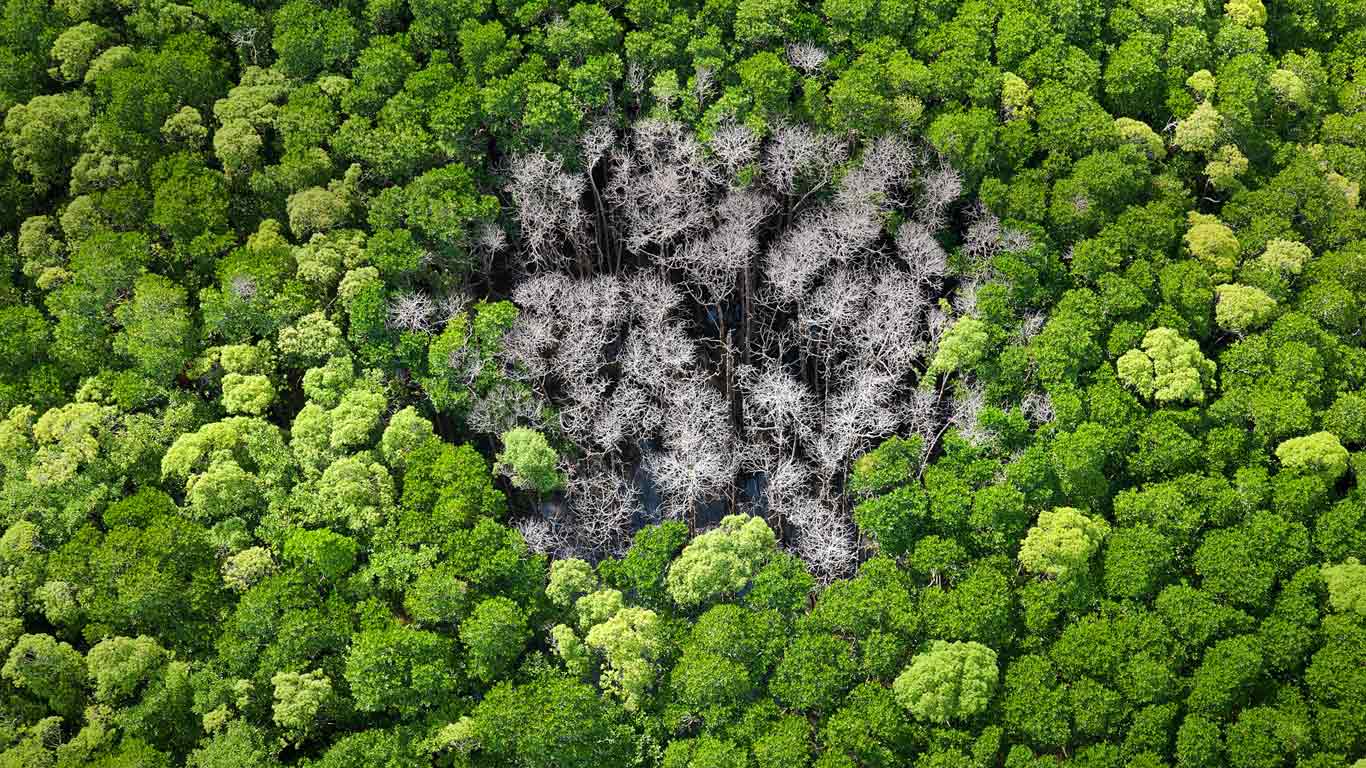 Rainforest trees burnt by lightning in Daintree National Park, Far North Queensland, Australia (© Peter Adams/plainpicture)(Bing United Kingdom)
