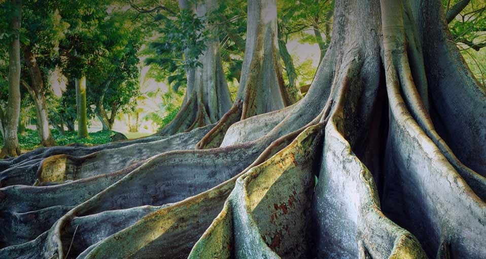 Giant Ficus trees at the National Tropical Botanical Garden on the island of Kauai, Hawaii, USA -- SIME / eStock Photo &copy; (Bing United Kingdom)