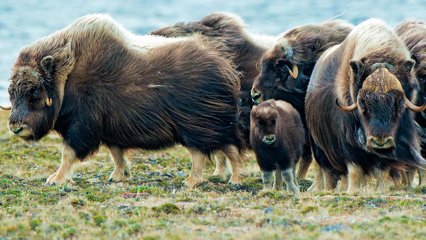 Muskoxen herd, Victoria Island, Nunavut (© Wayne Lynch/All Canada Photos/Corbis)(Bing Canada)