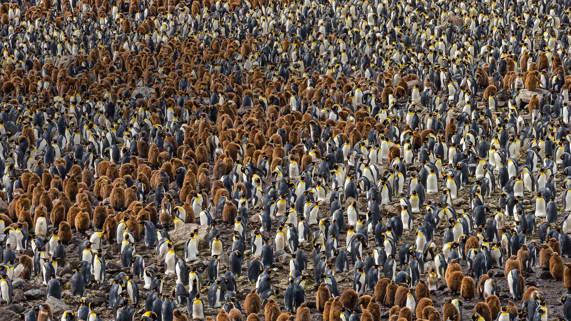 A nesting colony of king penguins in South Georgia, Antarctica (© Ralph Lee Hopkins/National Geographic/Offset)(Bing United States)