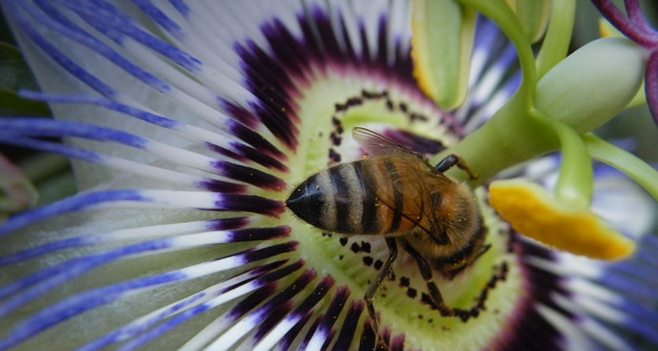 Bee gathering nectar from a passion fruit flower in Long Beach, CA --Alan Bosse, Bing Earth Day Photo Contest winner &copy; (Bing United States)