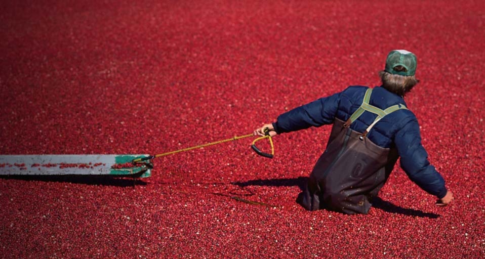 马萨诸塞州漂浮在水面上的红莓 (© Kerry Sherck/Aurora/Getty Images) &copy; (Bing China)