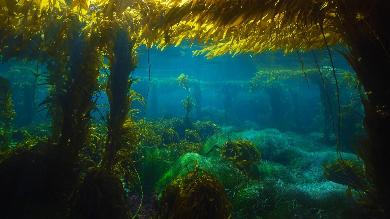 Giant kelp forest near San Clemente Island, California (© Richard Hermann/Visuals Unlimited, Inc.)(Bing United Kingdom)