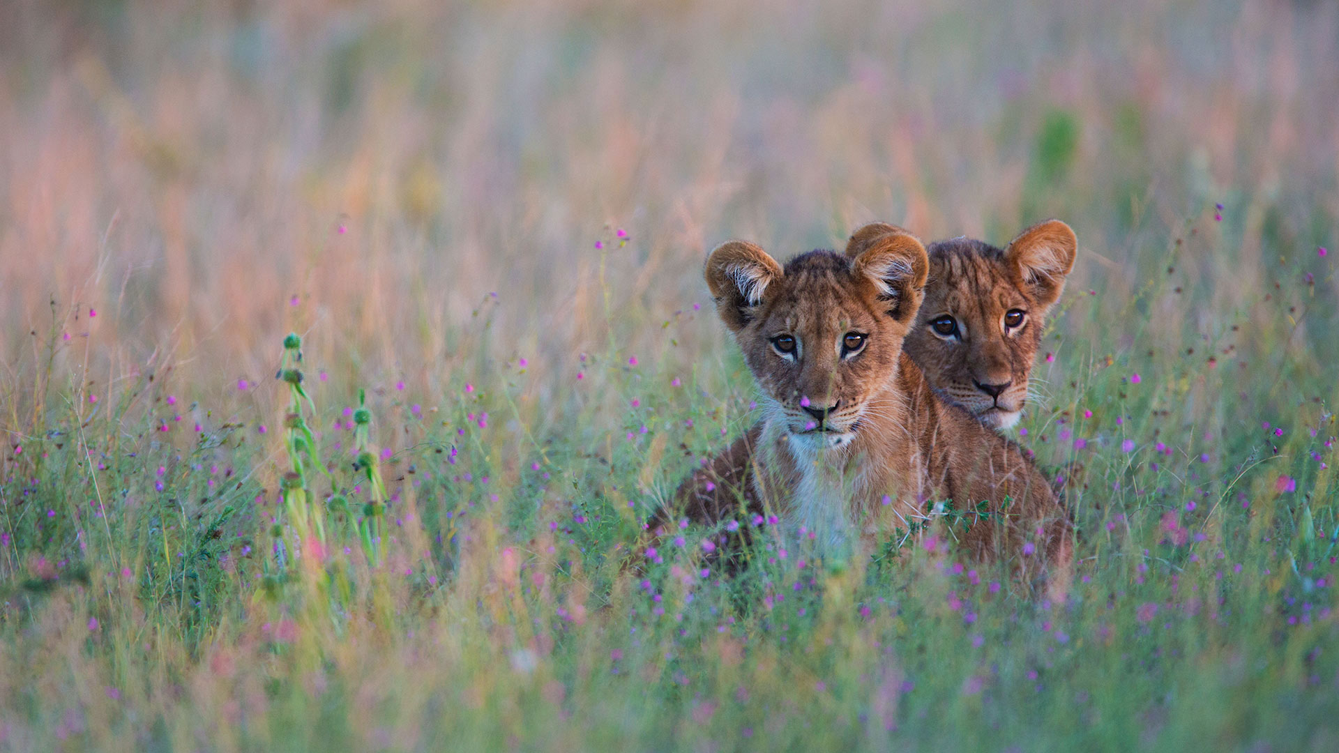 Lion cubs hiding in tall grass in the Kalahari Desert, Botswana (© Jami Tarris/Getty Images)(Bing United Kingdom)