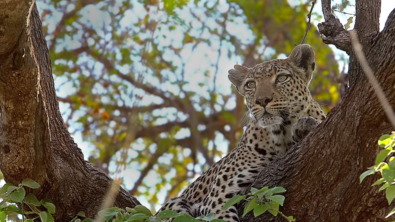 Leopard perched in a tree in the Moremi Game Reserve, Botswana (© Getty Images)(Bing United Kingdom)