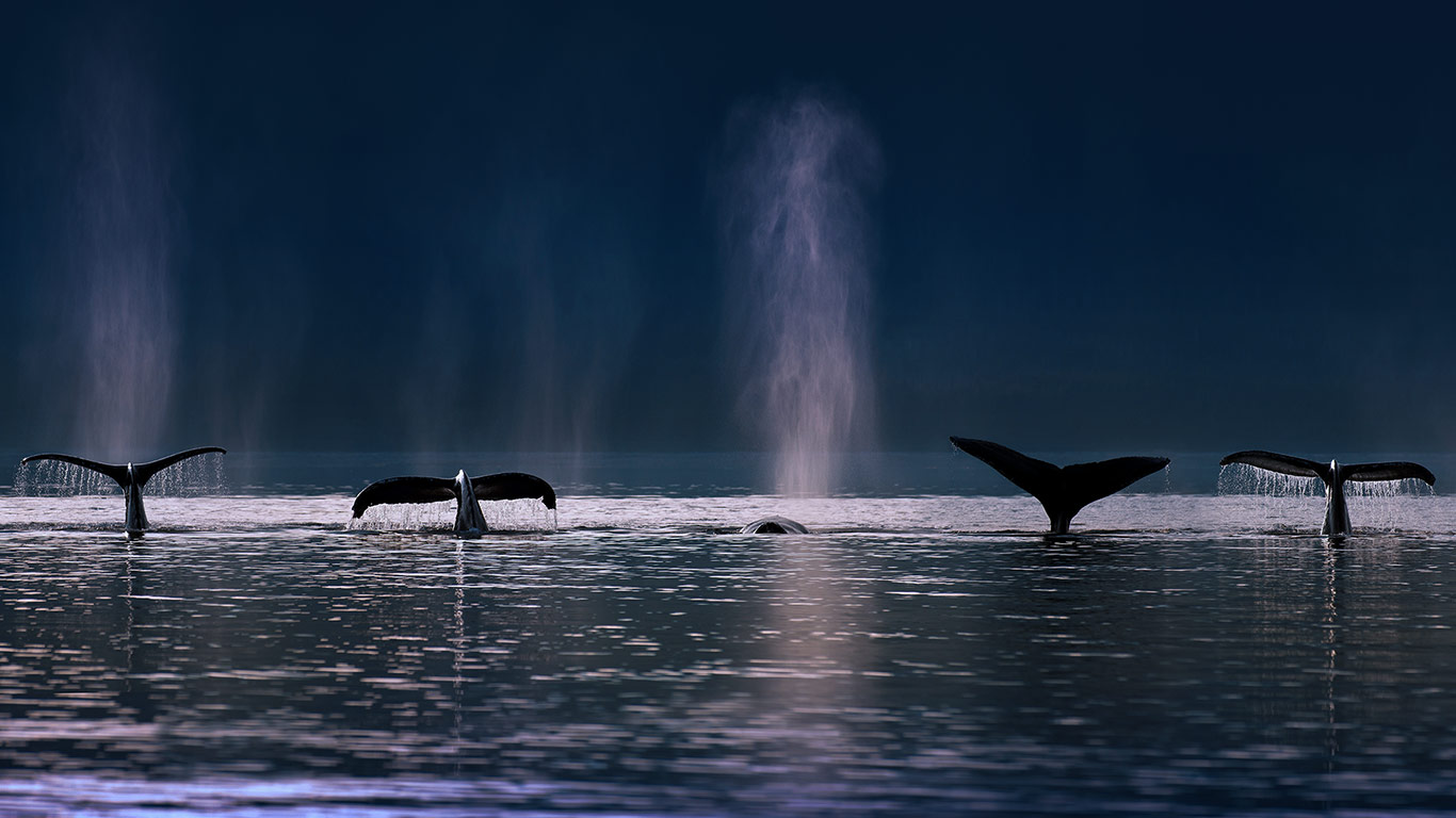 Humpback whales in Stephens Passage near Admiralty Island, Alaska, USA (© AlaskaStock/Masterfile)(Bing United Kingdom)
