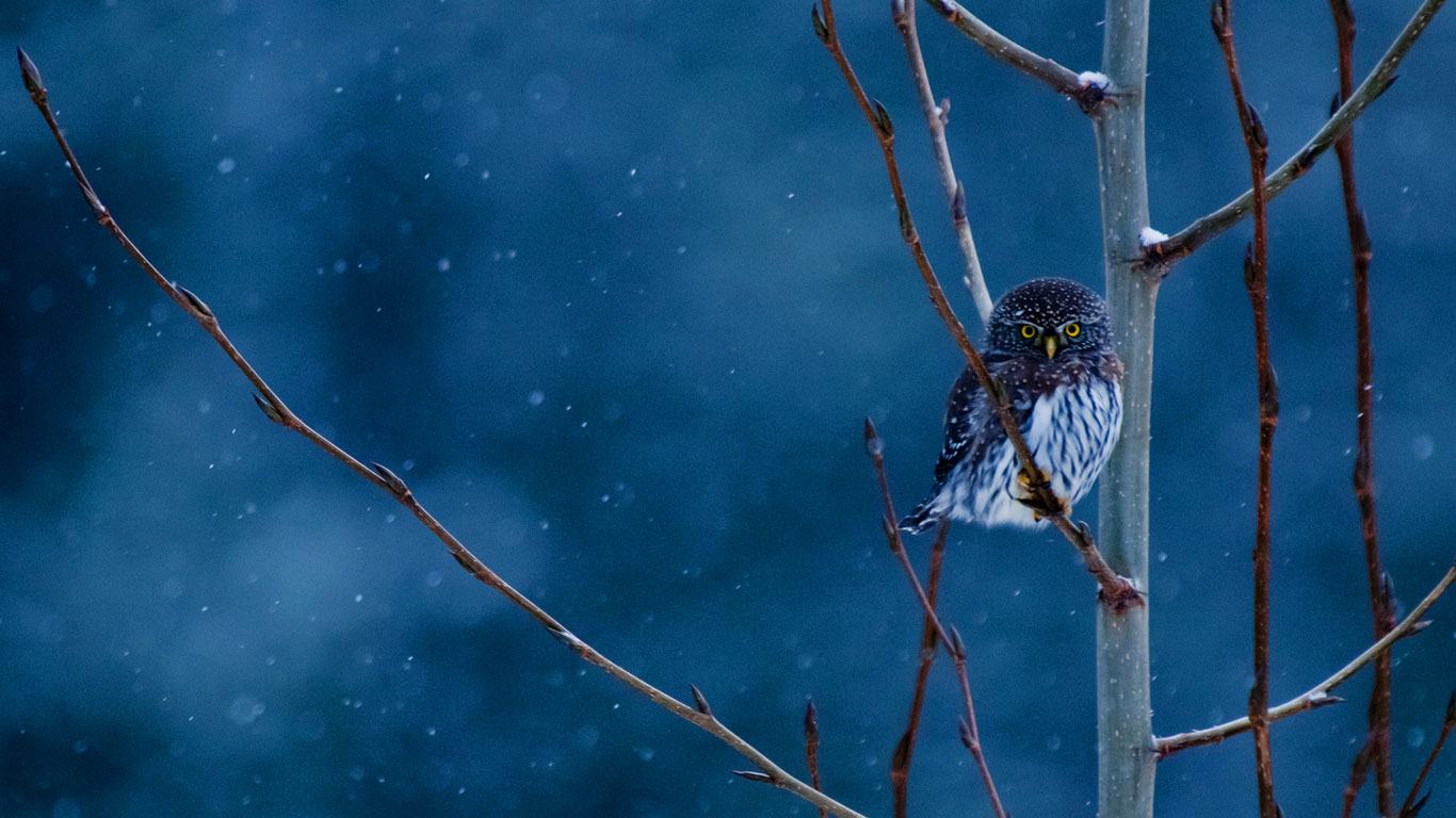 美国蒙大拿州，冰川国家公园中的北方侏儒猫头鹰 (© Steven Gnam/Tandem Stills + Motion)(Bing China)