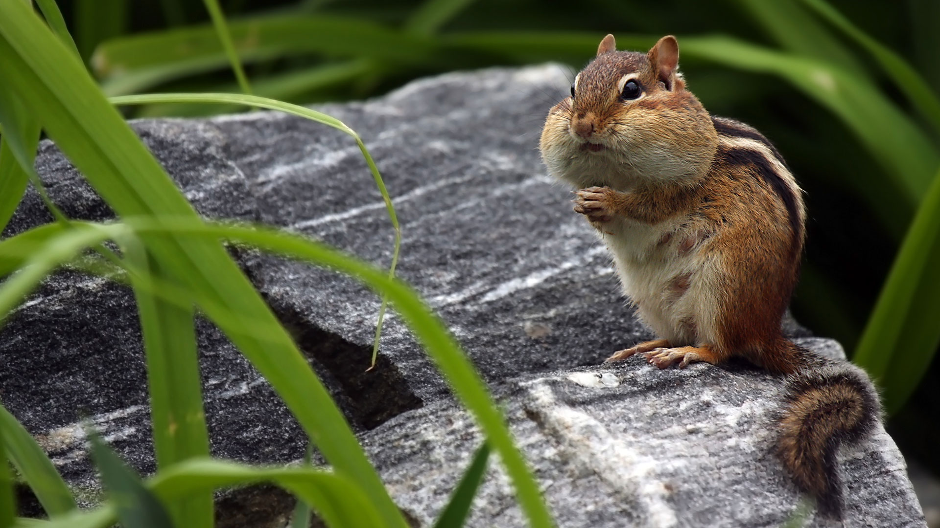 Chipmunk storing food in his cheeks (© mlorenzphotography/Getty Images)(Bing Canada)