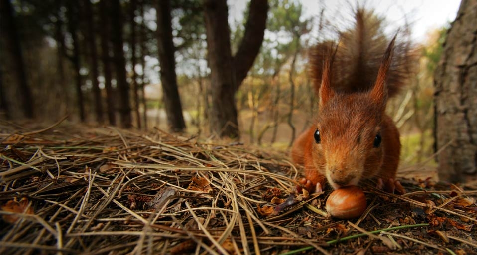 Red Squirrel (Sciurus vulgaris) feeding on nut, Formby, Merseyside (© Elliott Neep/Photolibrary) &copy; (Bing United Kingdom)