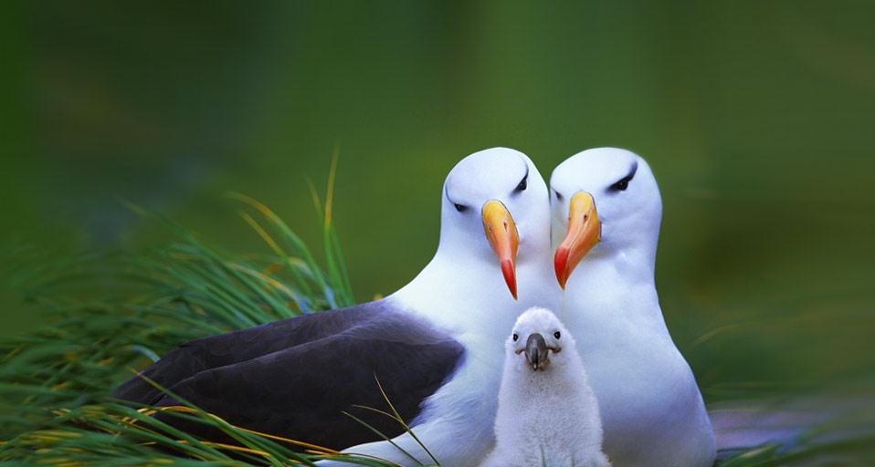 Black-browed albatross family on Steeple Jason Island, Falkland Islands (© Steve Bloom Images/Alamy) &copy; (Bing United Kingdom)
