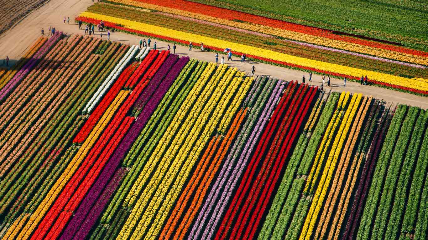 Tulip fields in bloom at Mount Vernon, Washington (© Pete Saloutos/plainpicture)(Bing Canada)