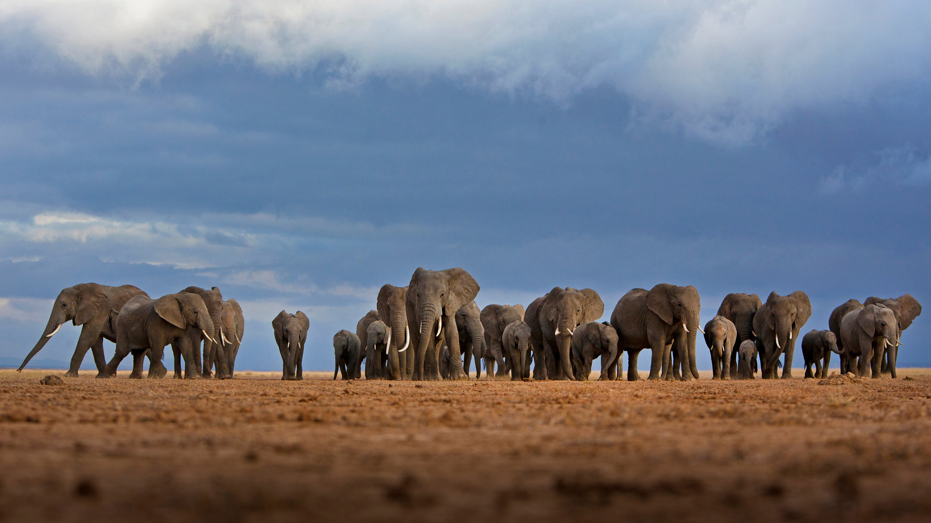 安博塞利国家公园的大象，肯尼亚 (© Adam Bannister/Offset)(Bing China)